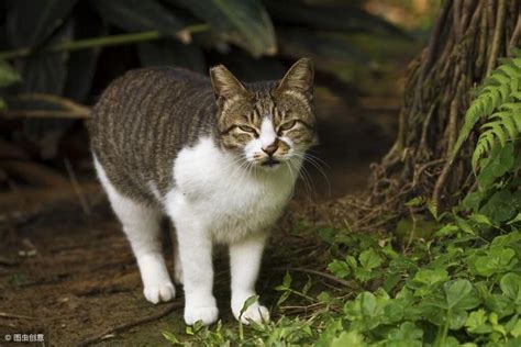 猫跑进家里|家里总进野猫怎么办？